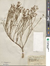 Crocanthemum scoparium image