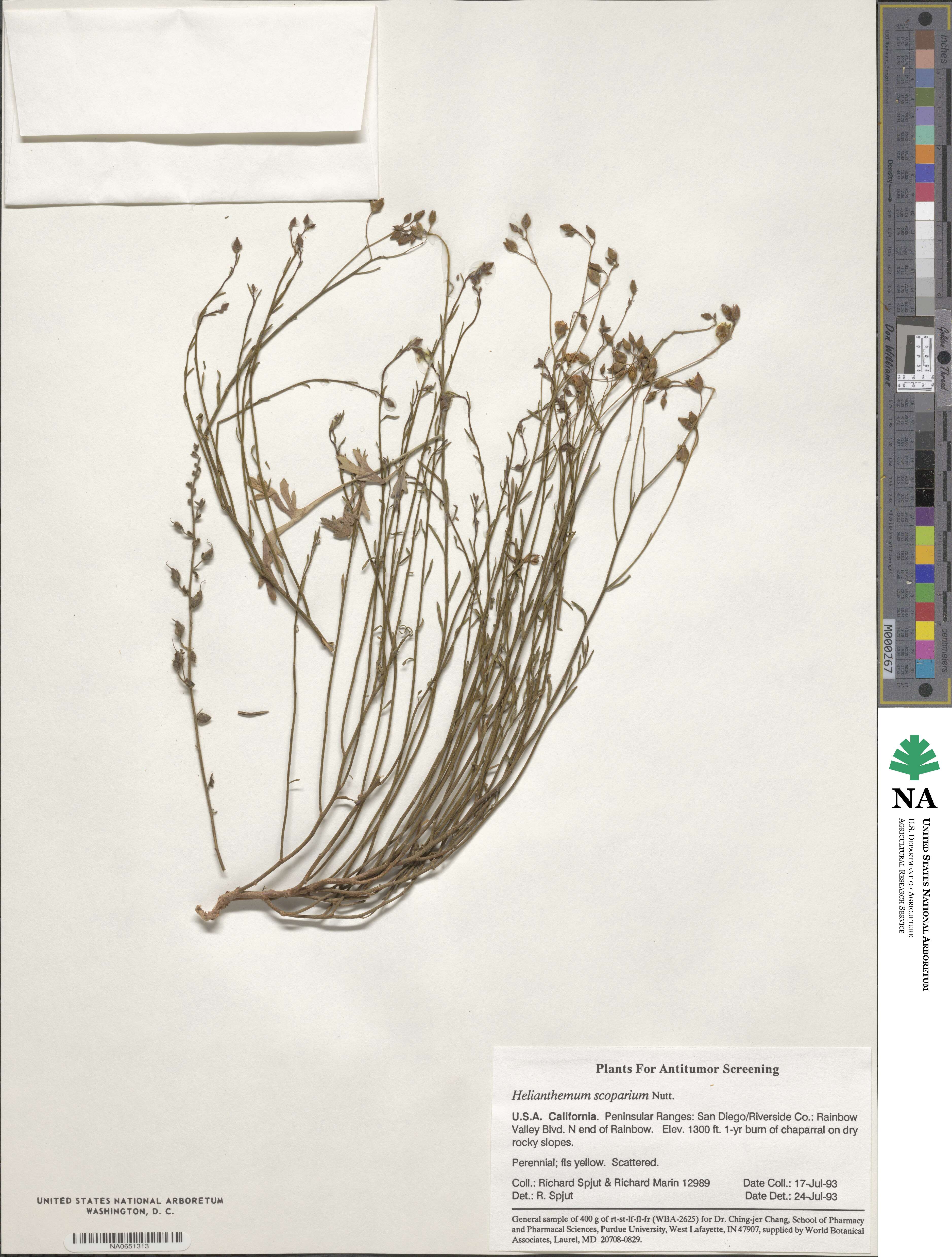 Crocanthemum scoparium image