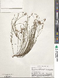 Crocanthemum scoparium image