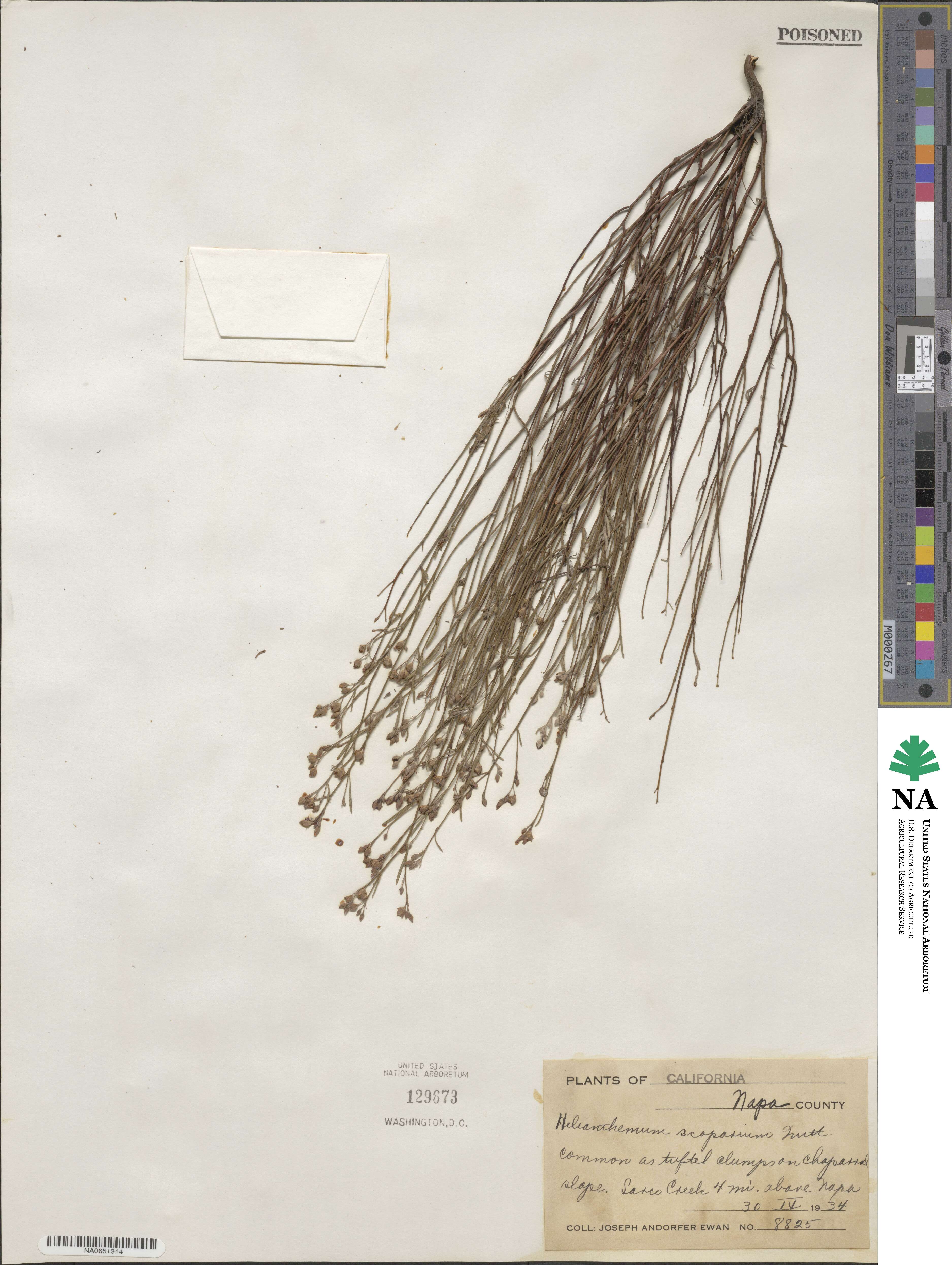 Crocanthemum scoparium image