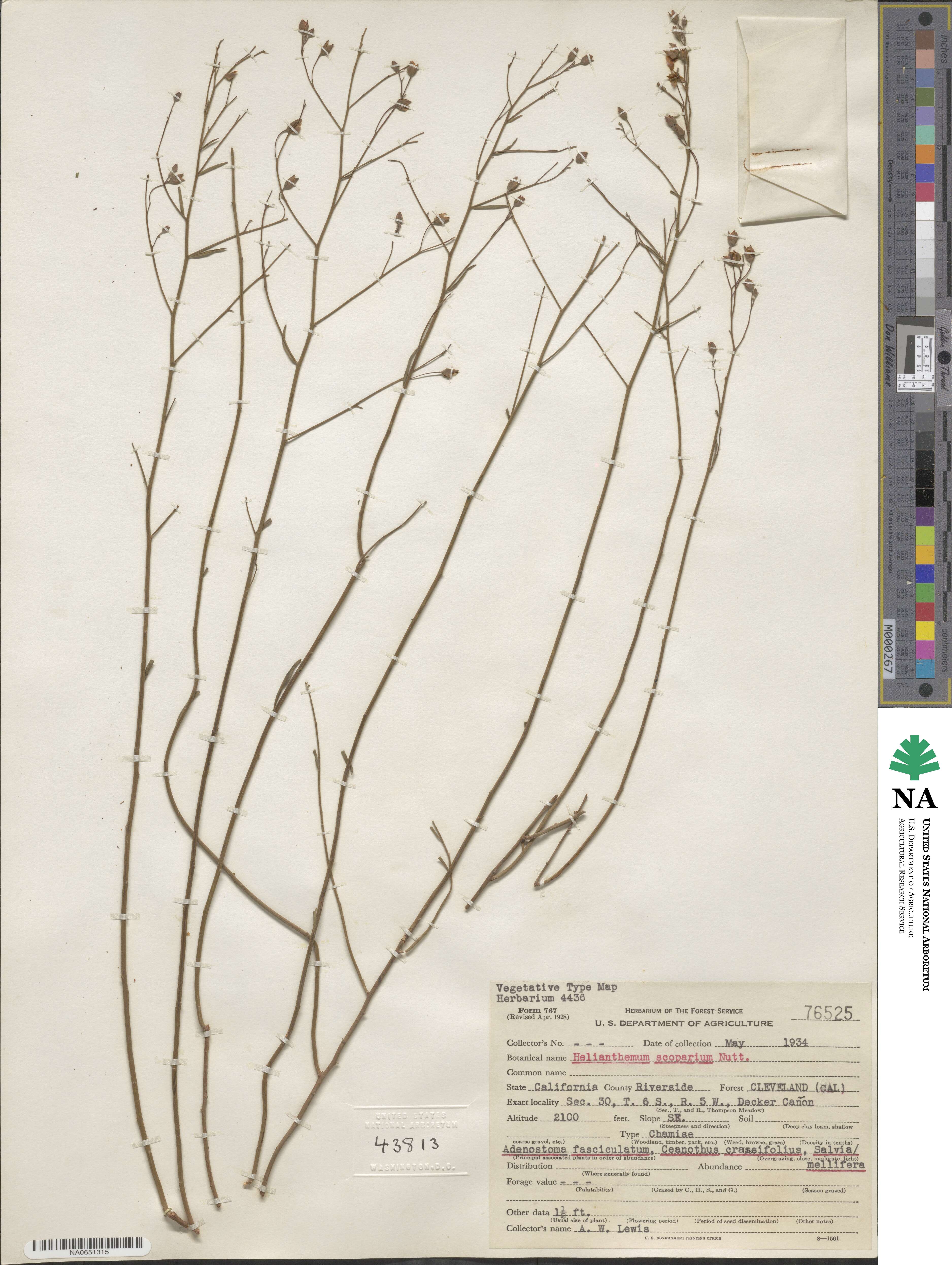 Crocanthemum scoparium image