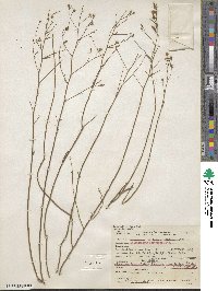 Crocanthemum scoparium image