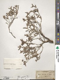 Crocanthemum arenicola image