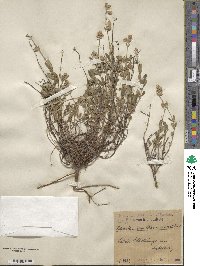 Helianthemum nummularium image