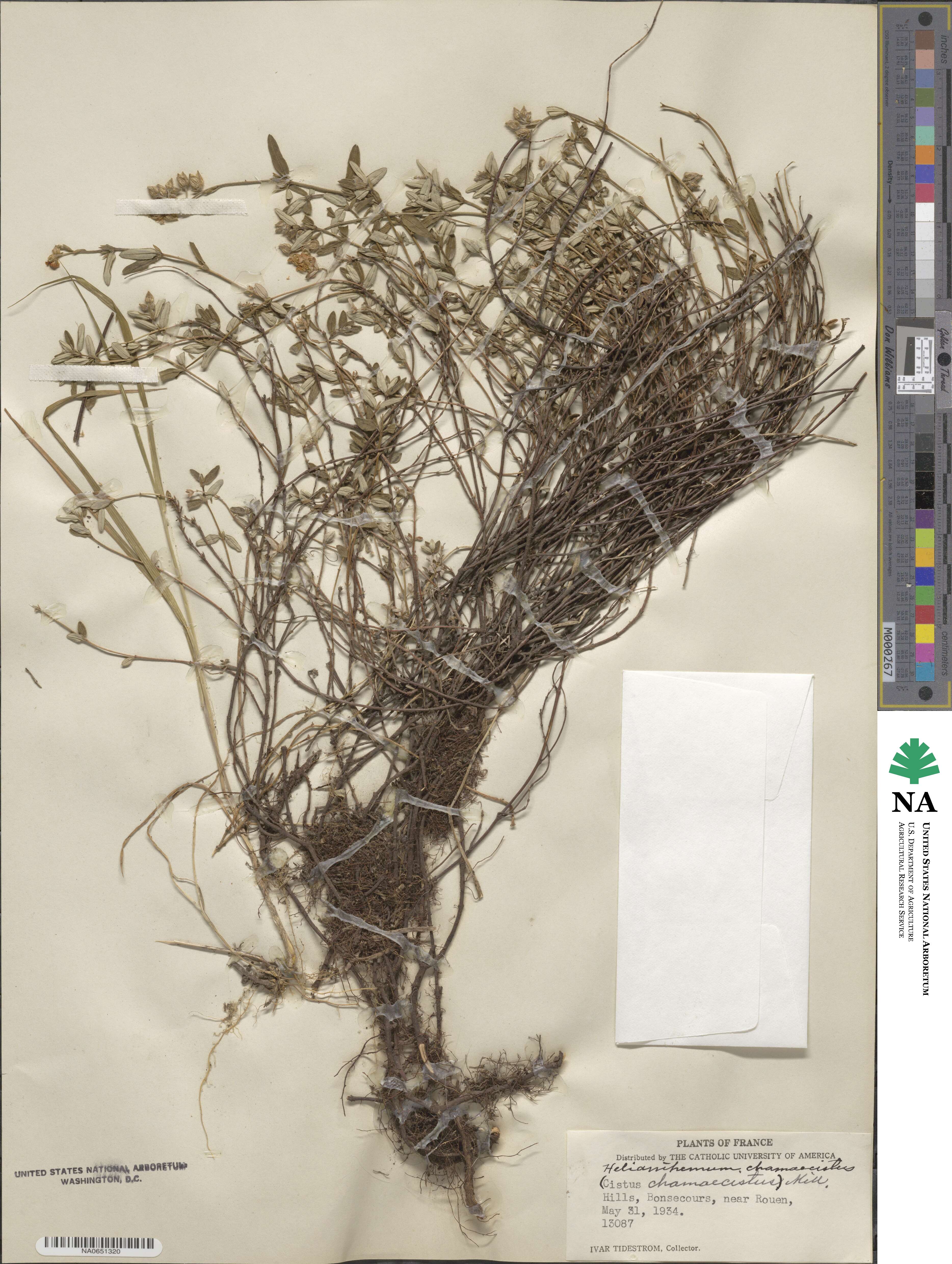 Helianthemum nummularium subsp. obscurum image