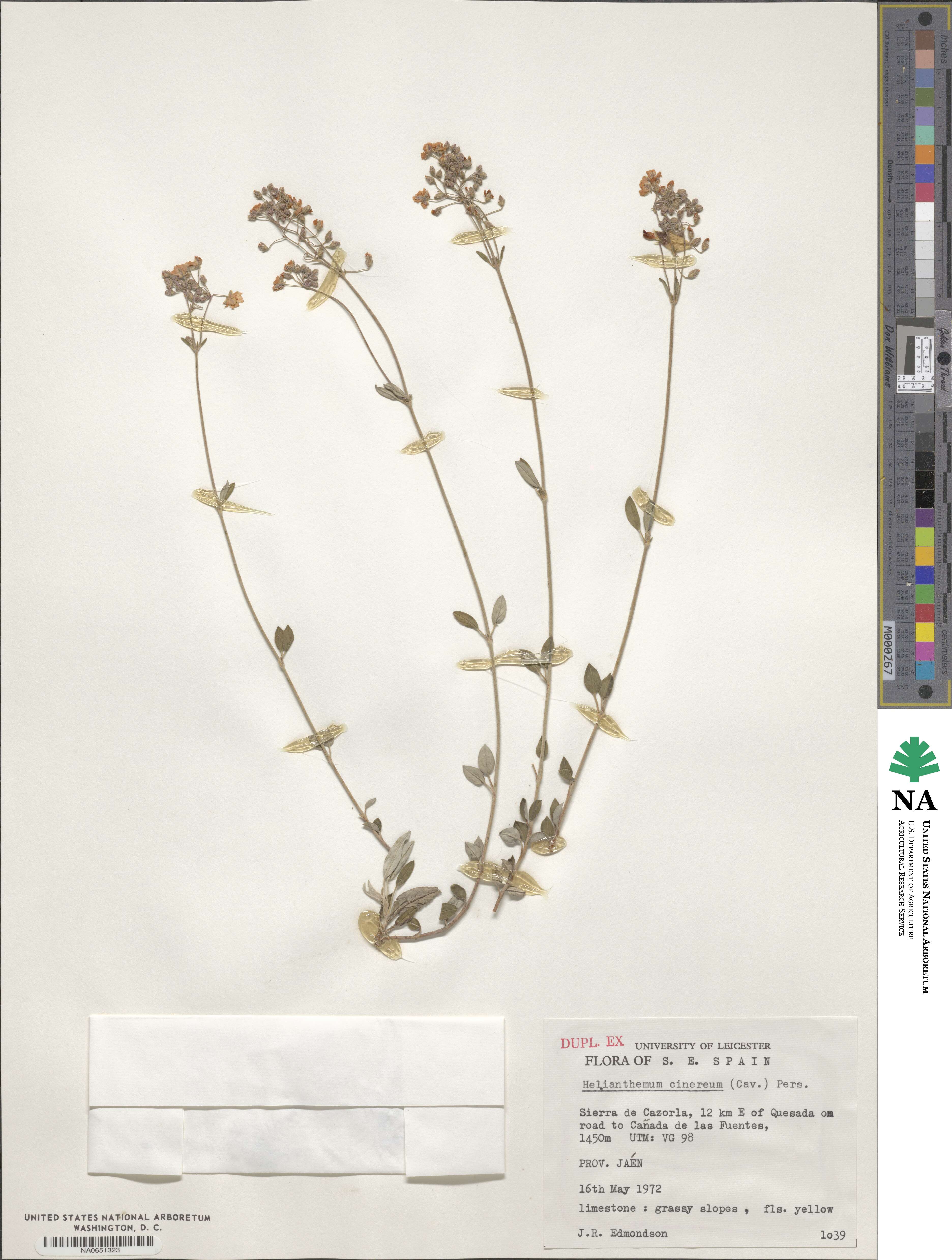 Helianthemum cinereum image