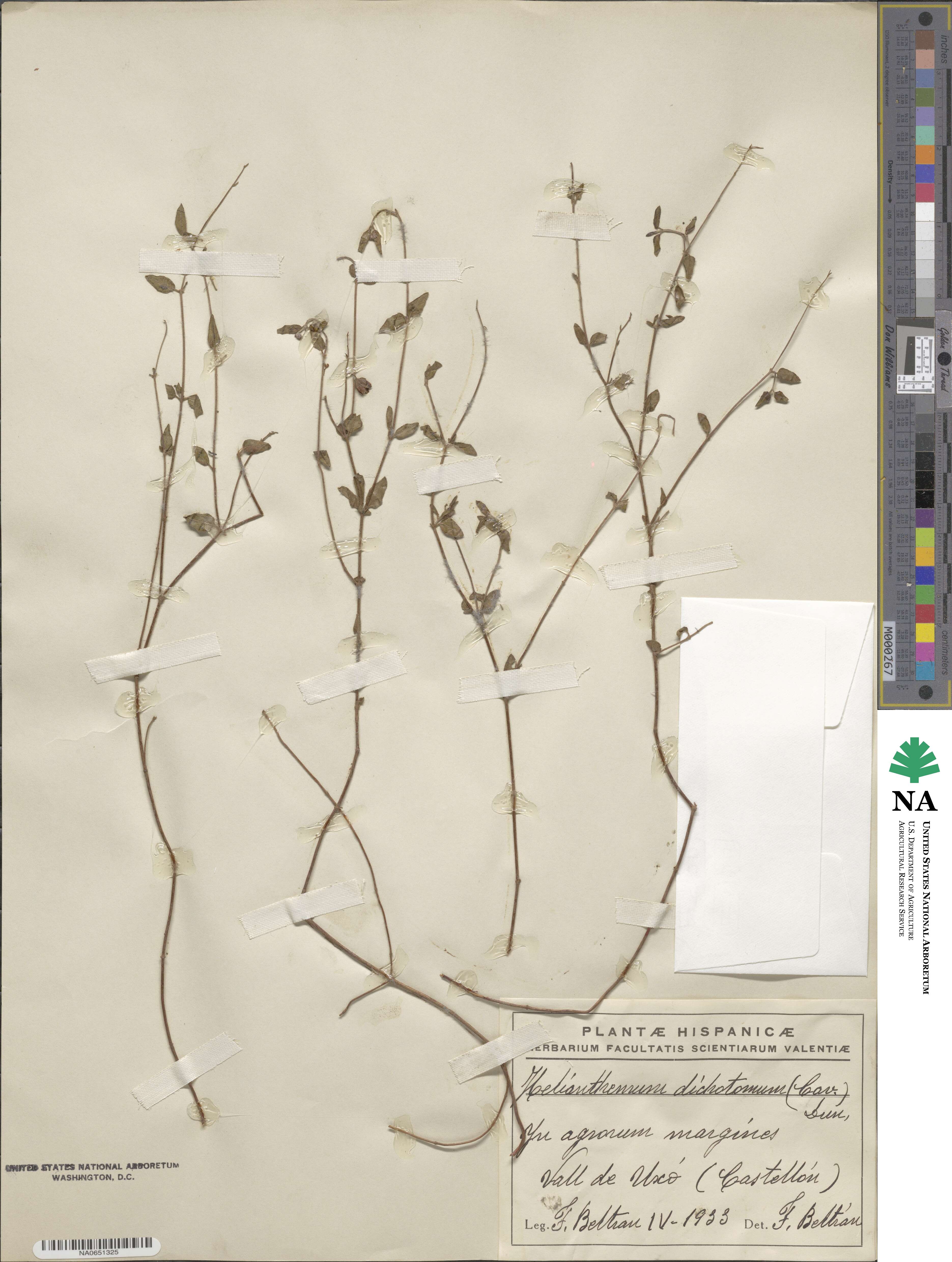 Helianthemum origanifolium subsp. origanifolium image