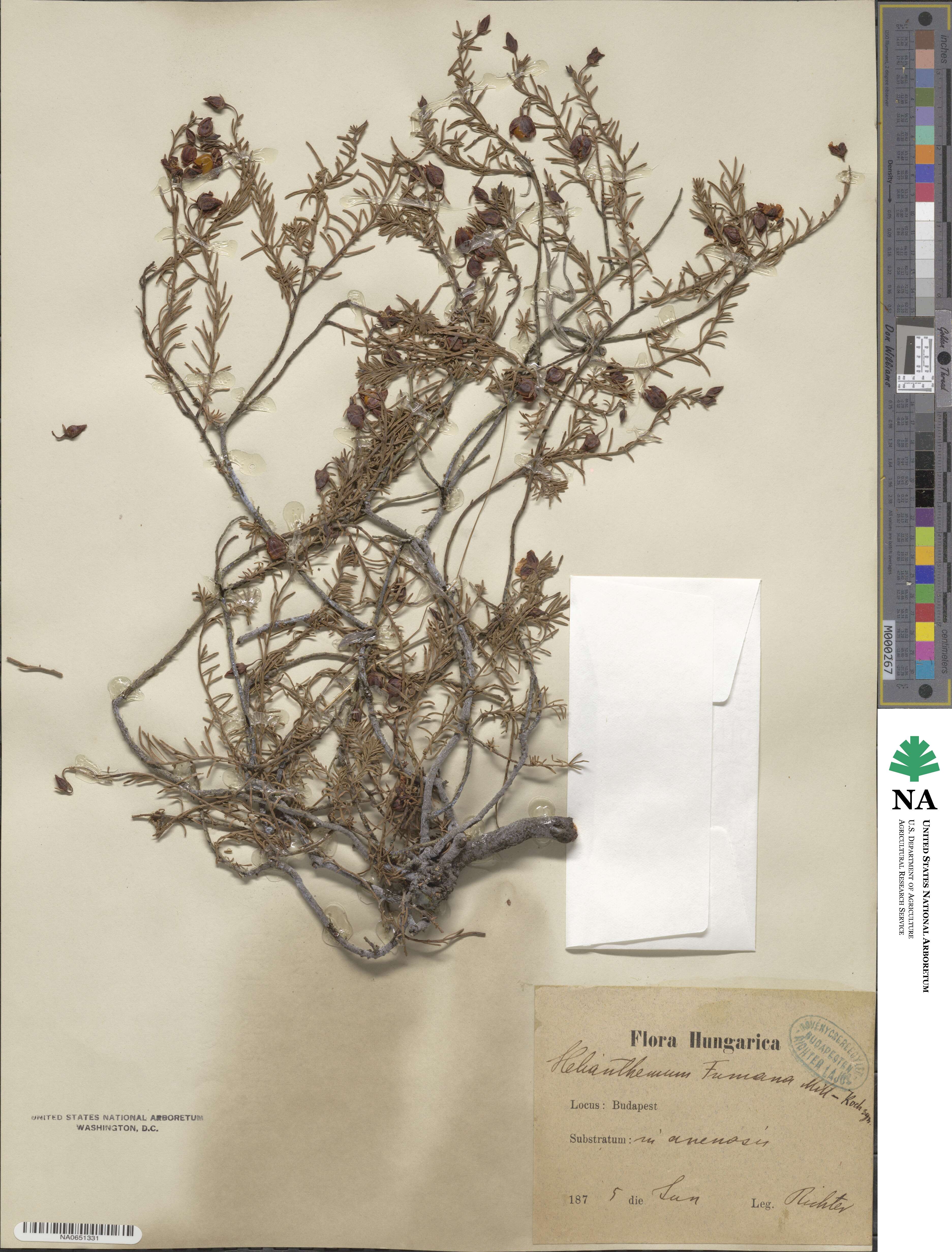 Fumana procumbens subsp. procumbens image