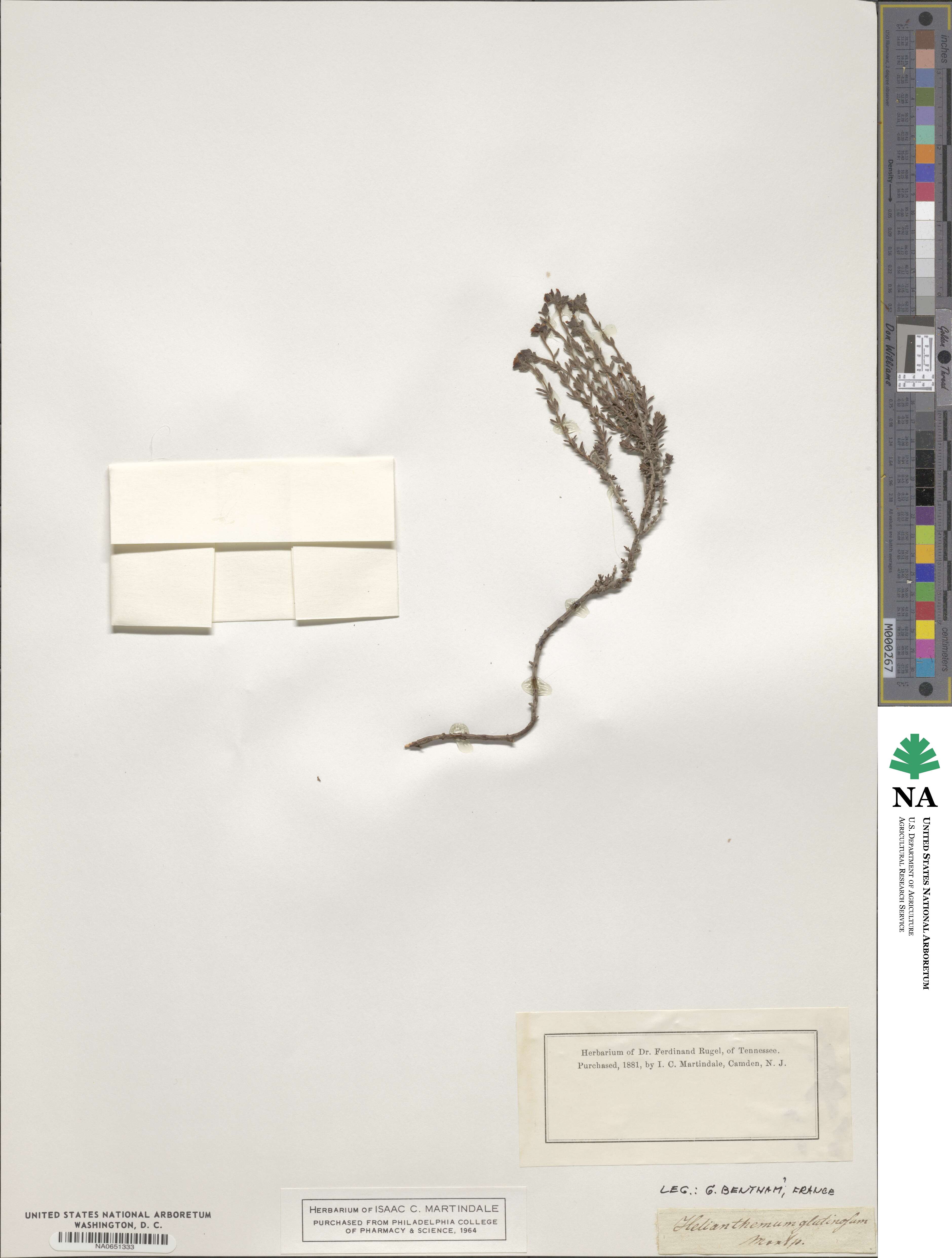 Fumana thymifolia subsp. thymifolia image