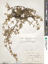 Helianthemum nummularium image