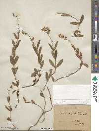 Helianthemum nummularium image