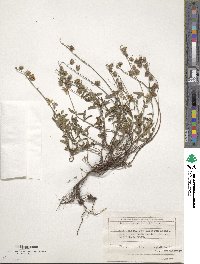 Helianthemum nummularium image