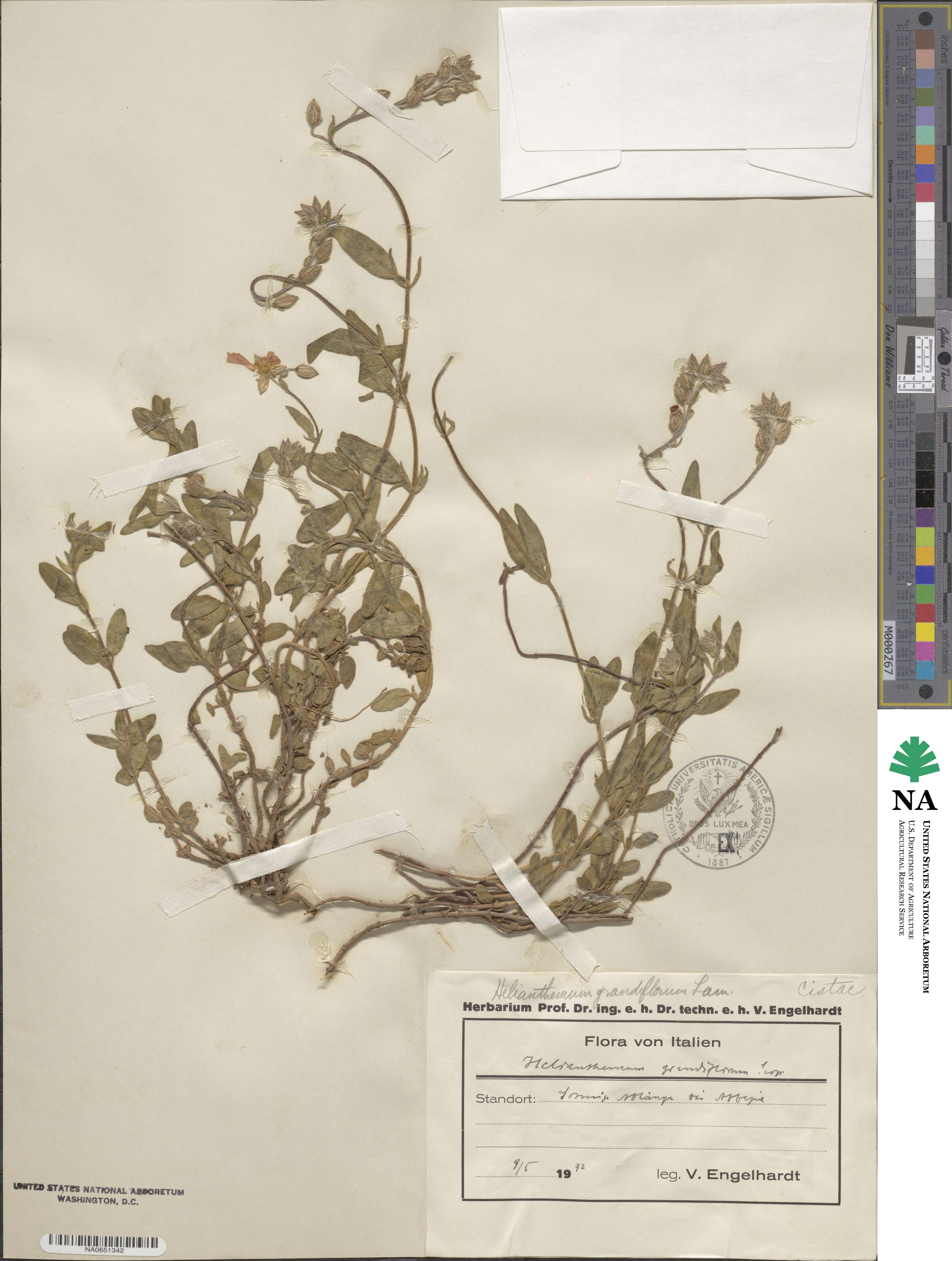 Helianthemum nummularium subsp. grandiflorum image