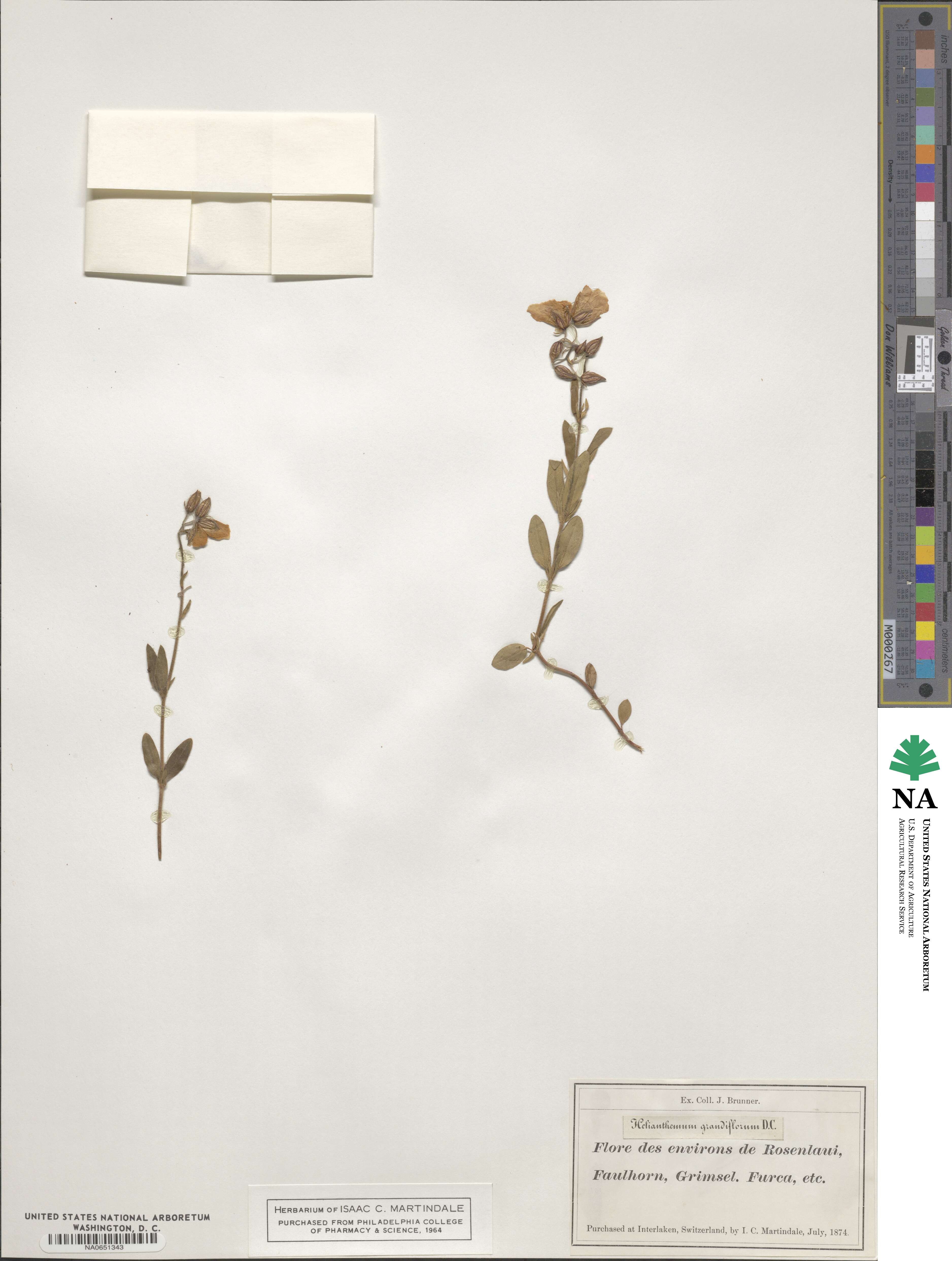 Helianthemum nummularium image