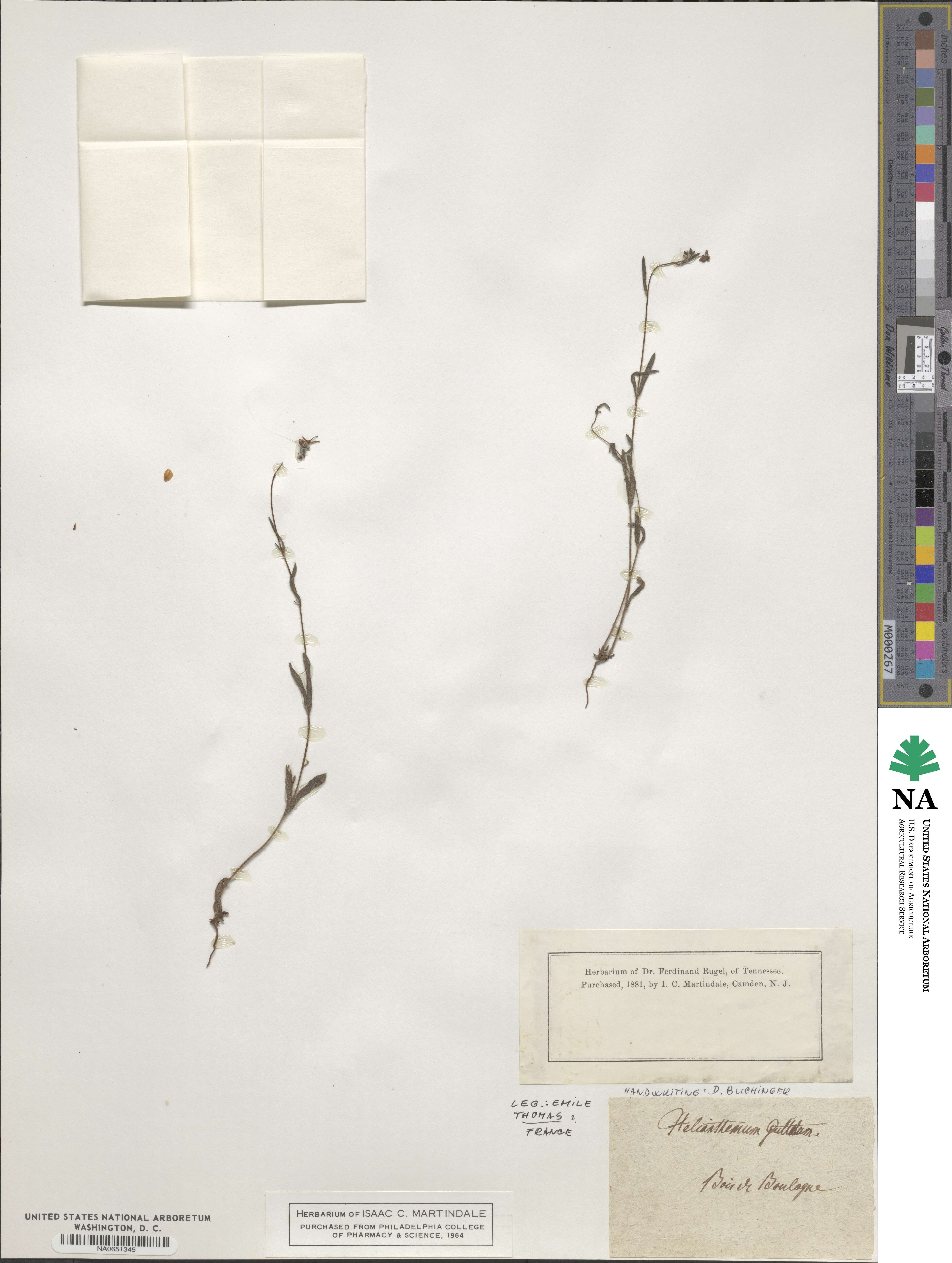 Tuberaria guttata image
