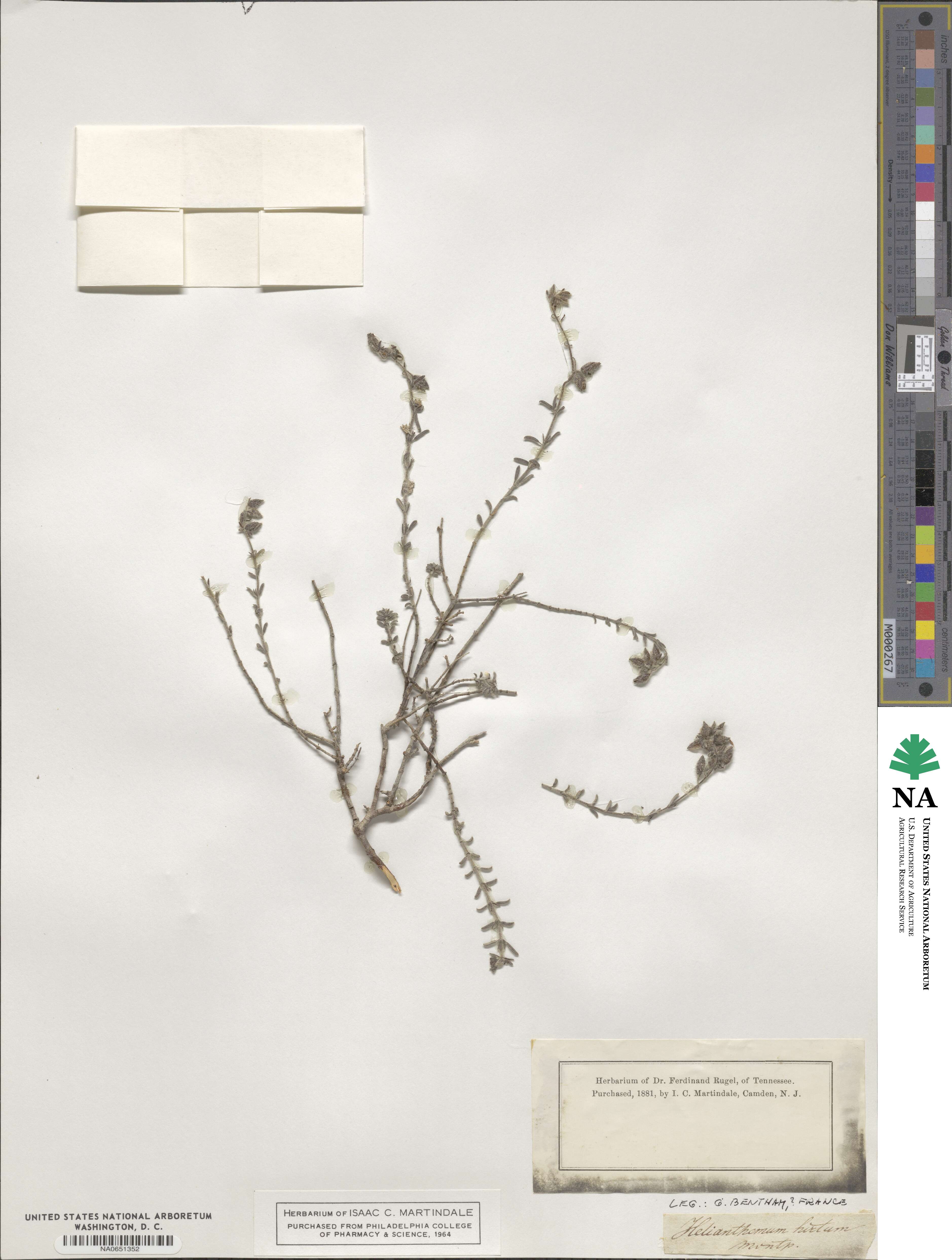 Helianthemum hirtum image