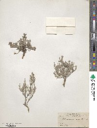 Image of Crocanthemum argenteum