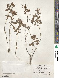 Image of Crocanthemum concolor