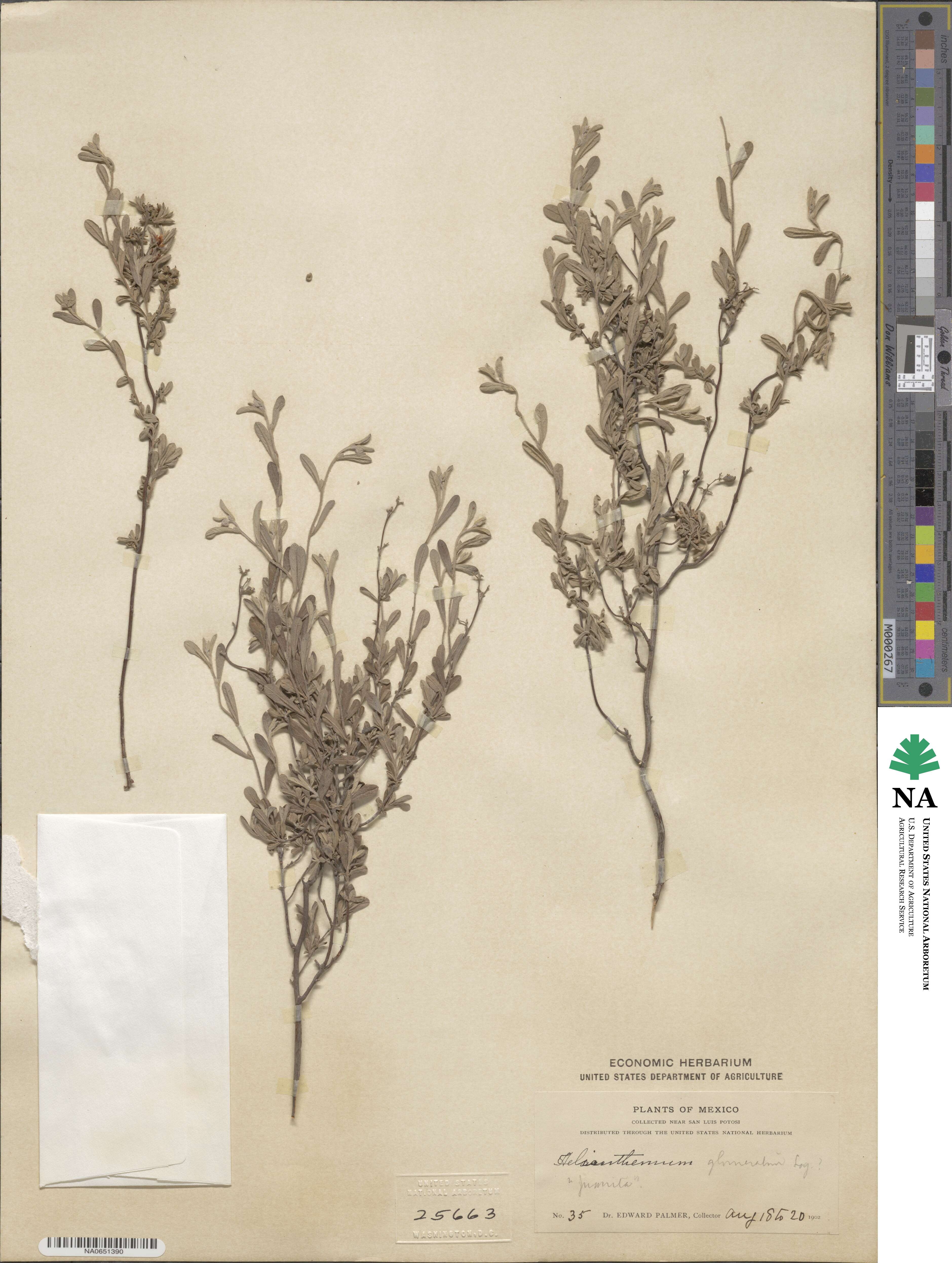 Crocanthemum glomeratum image