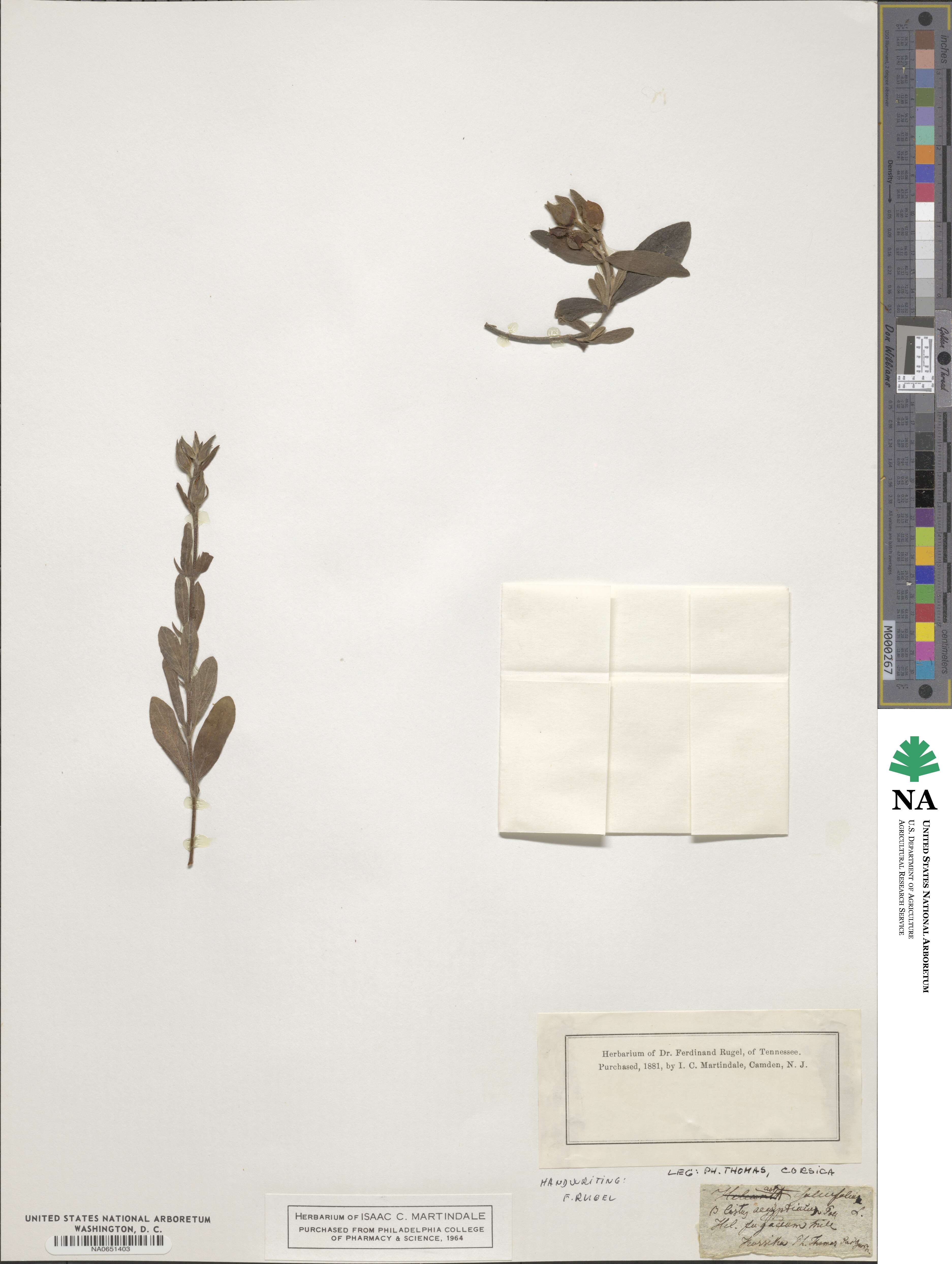 Helianthemum salicifolium image