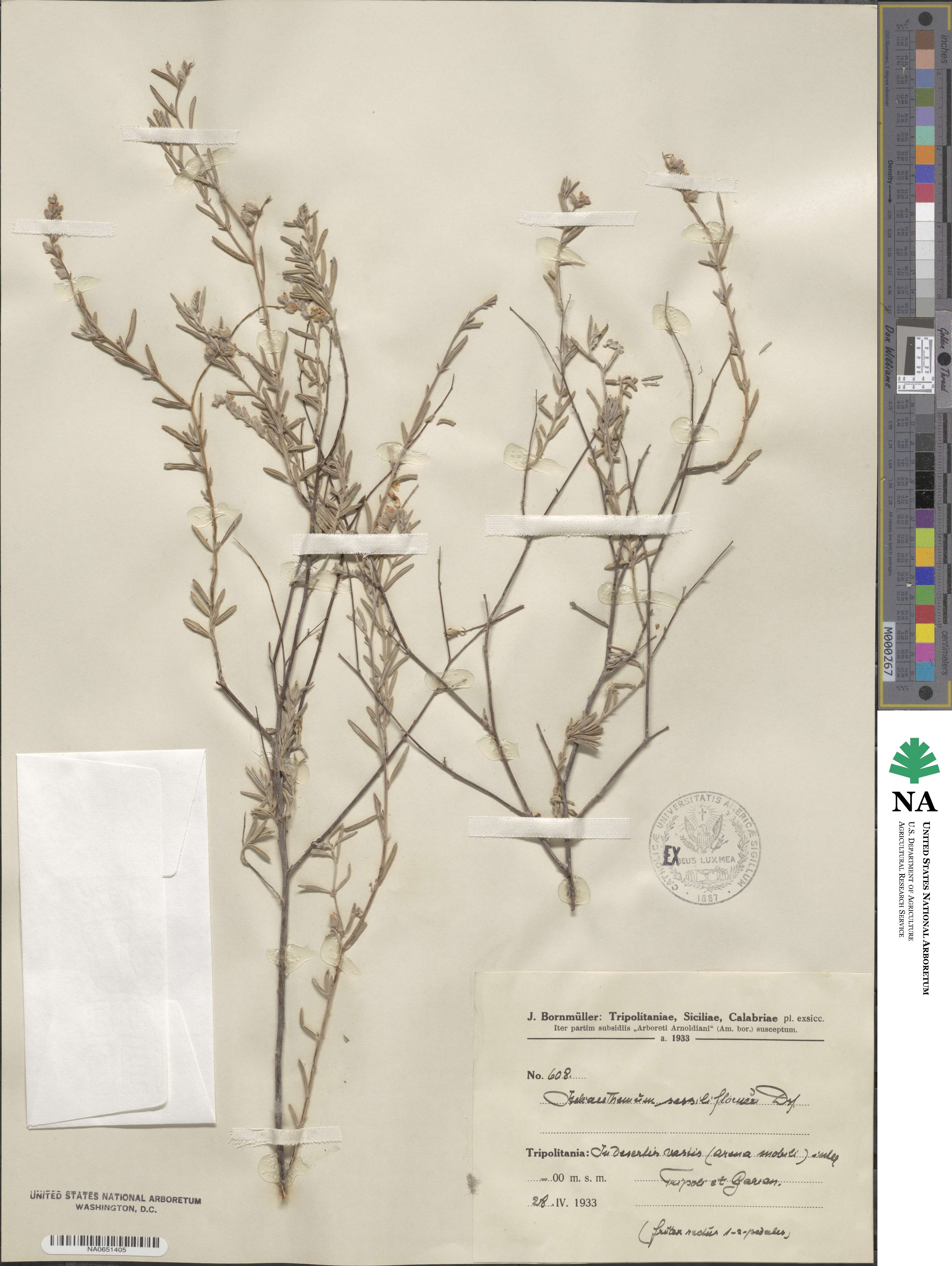Helianthemum lippii image