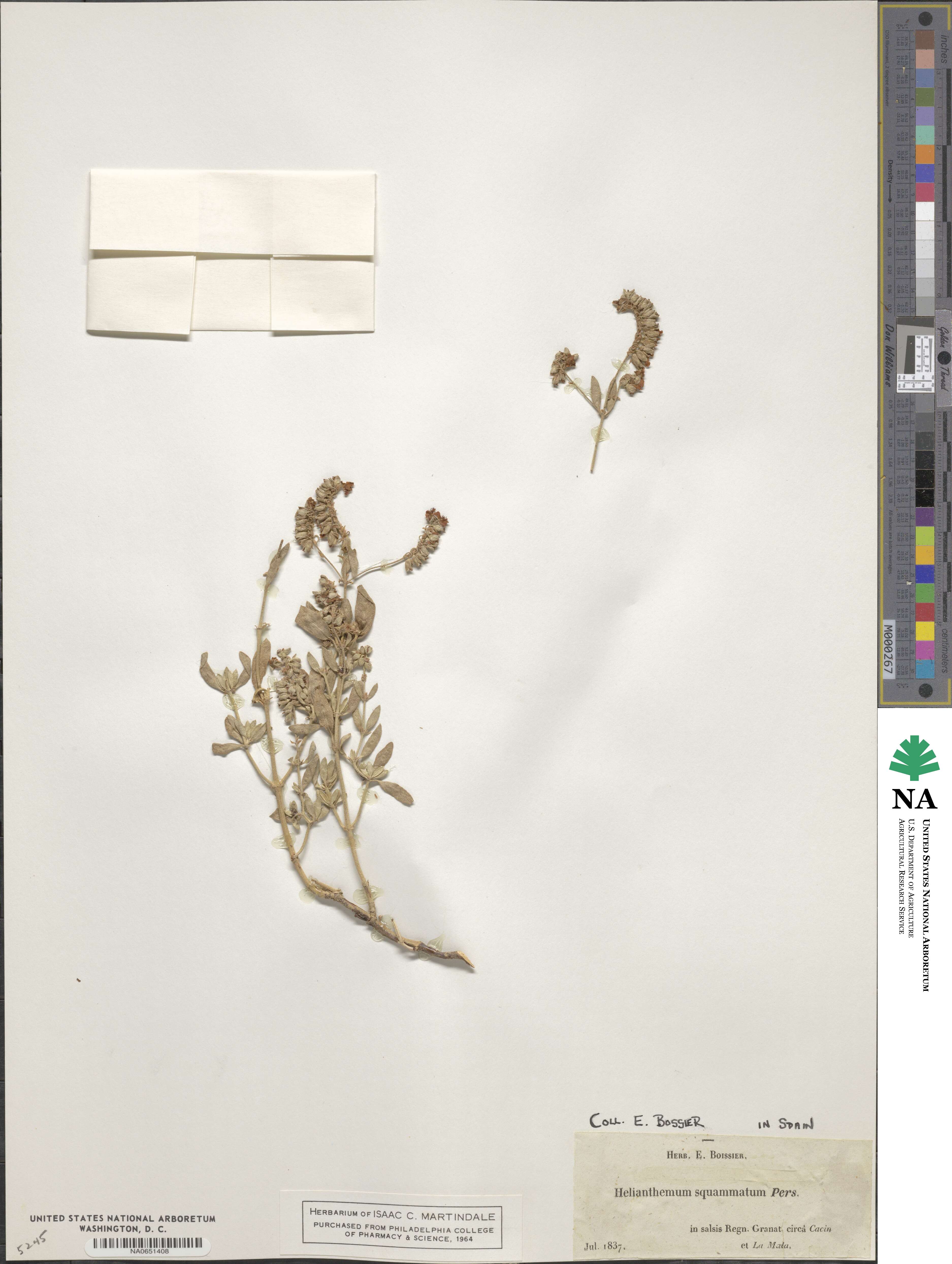 Helianthemum squamatum image