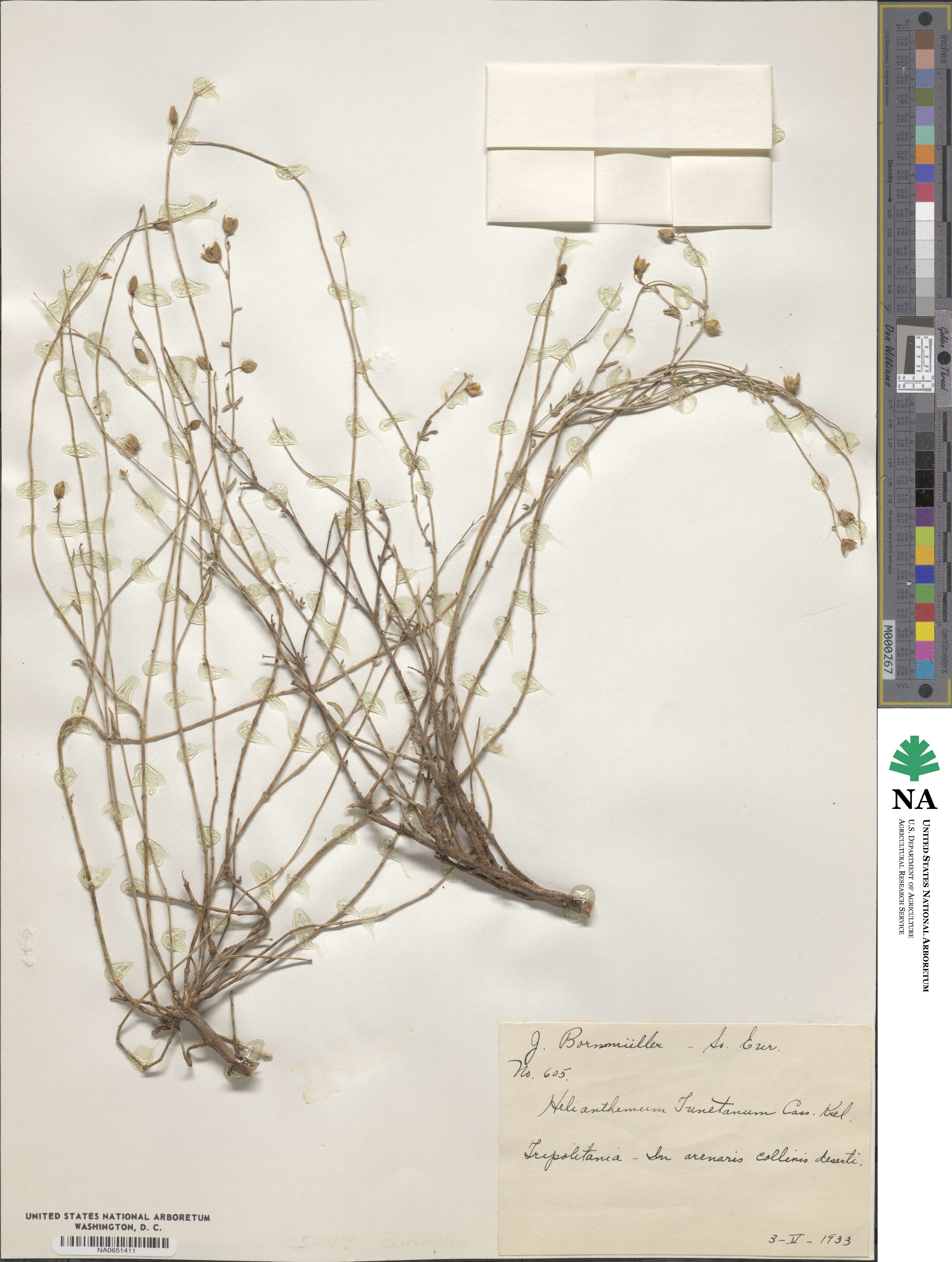 Helianthemum crassifolium image