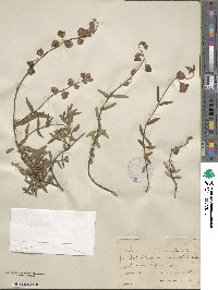 Helianthemum nummularium subsp. obscurum image