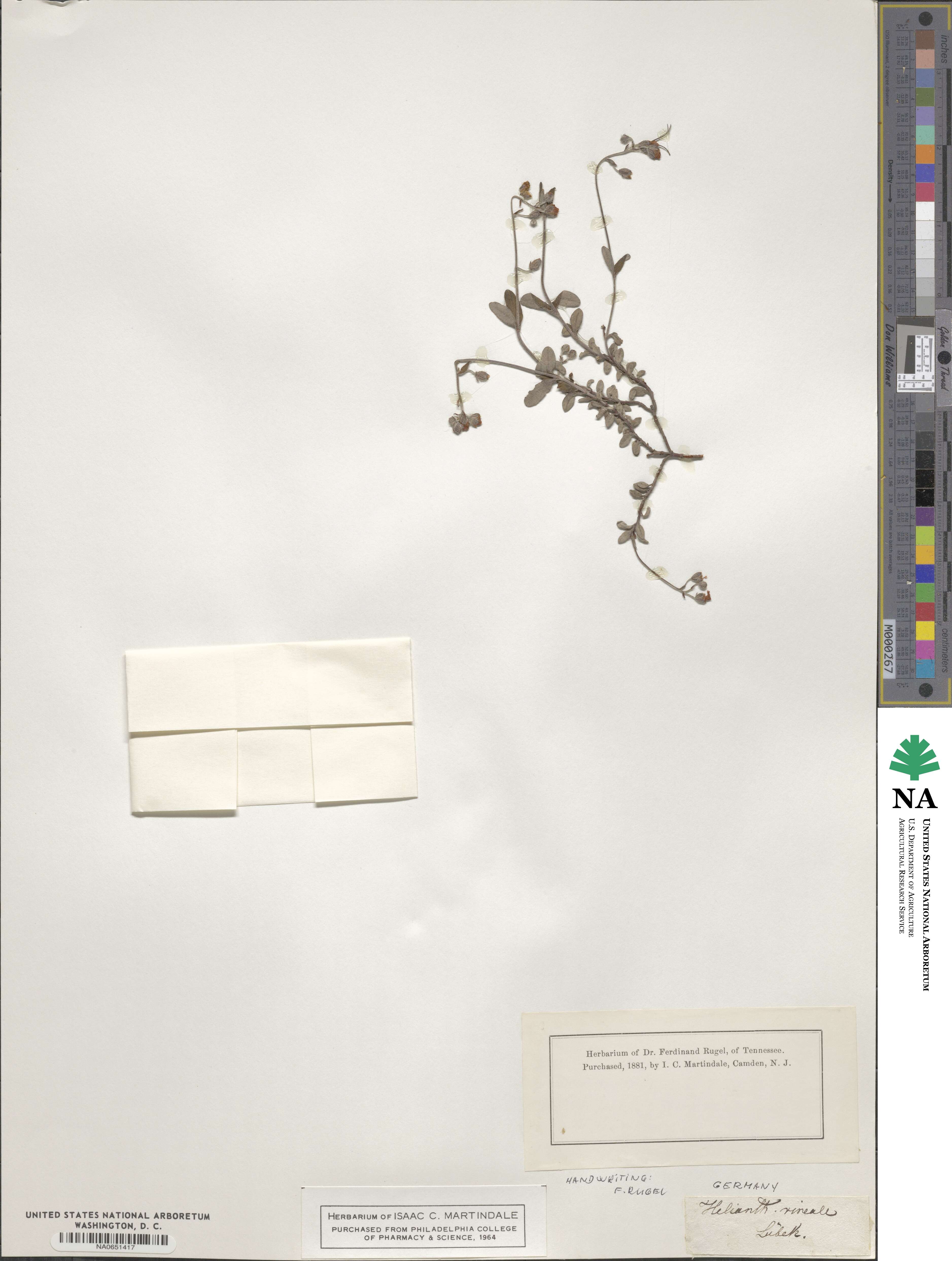 Helianthemum canum subsp. canum image
