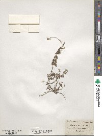 Helianthemum vulgare image
