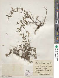 Helianthemum vulgare image