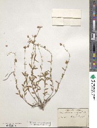 Helianthemum vulgare image