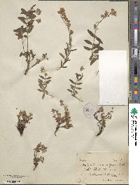 Helianthemum nummularium image