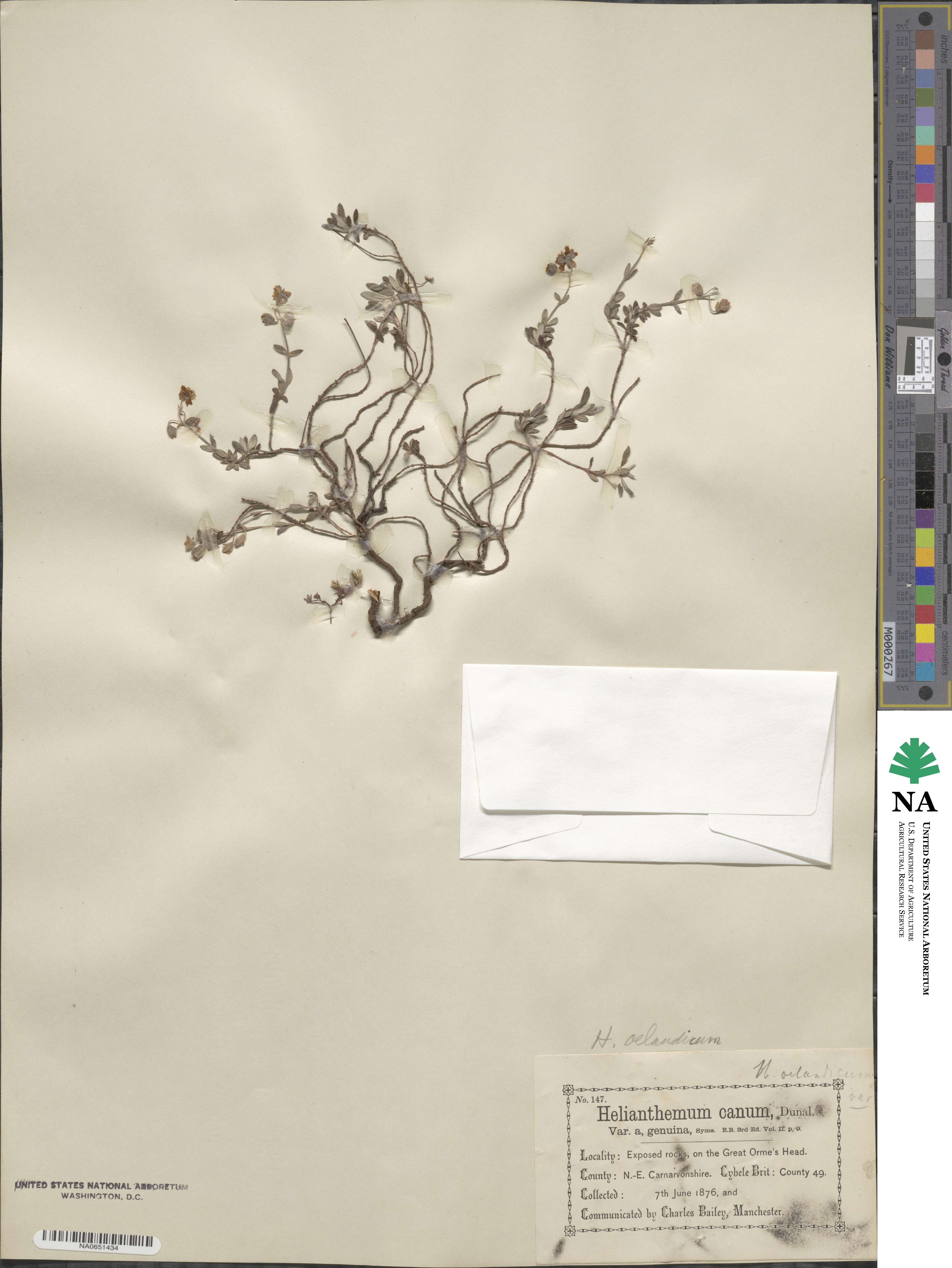 Helianthemum oelandicum image