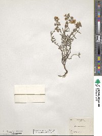 Helianthemum nummularium image