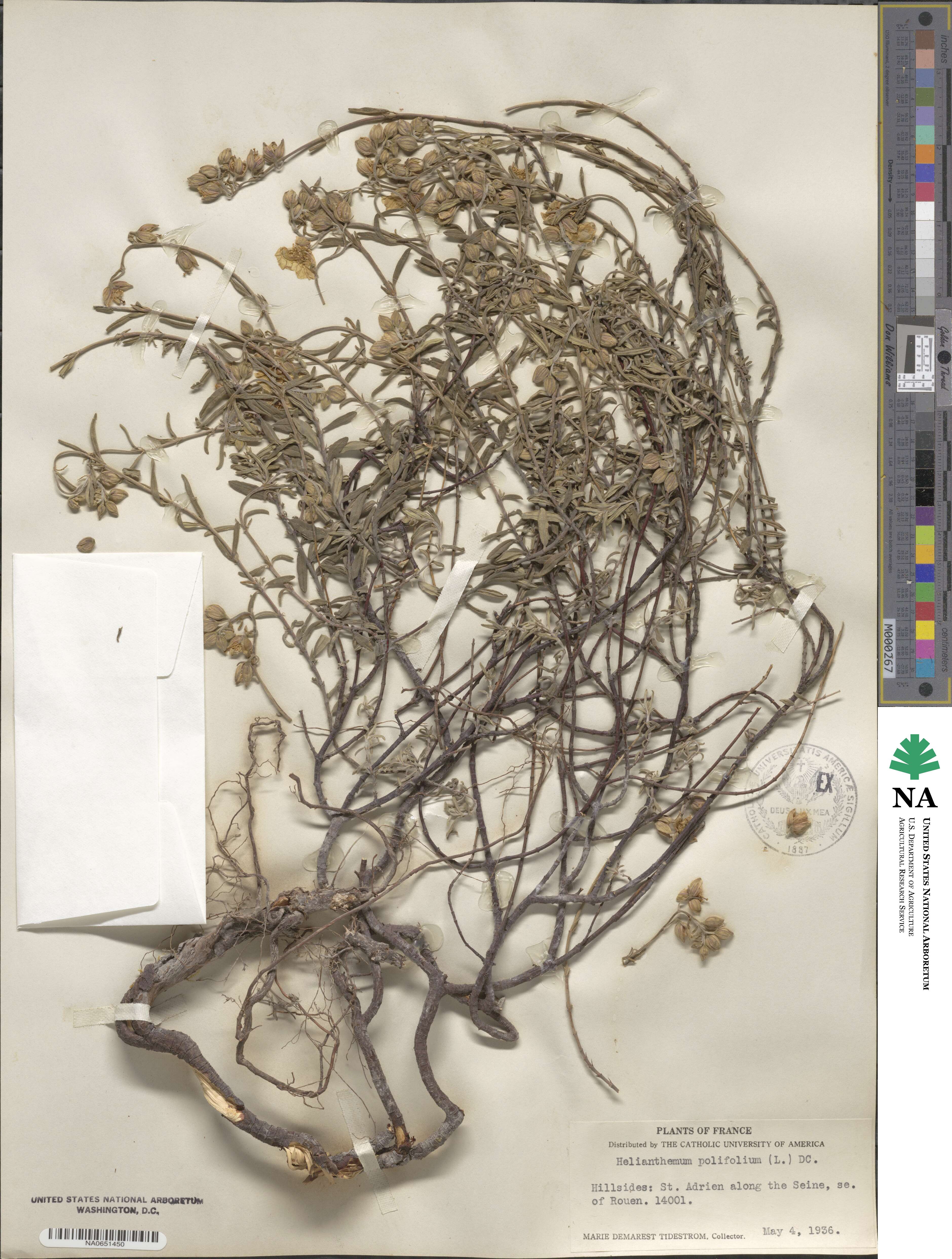 Helianthemum nummularium subsp. obscurum image