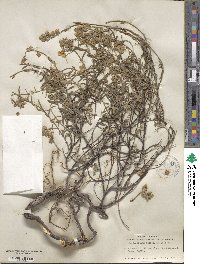 Helianthemum nummularium image