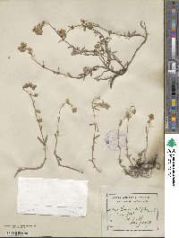 Helianthemum nummularium subsp. obscurum image