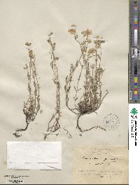 Helianthemum nummularium image