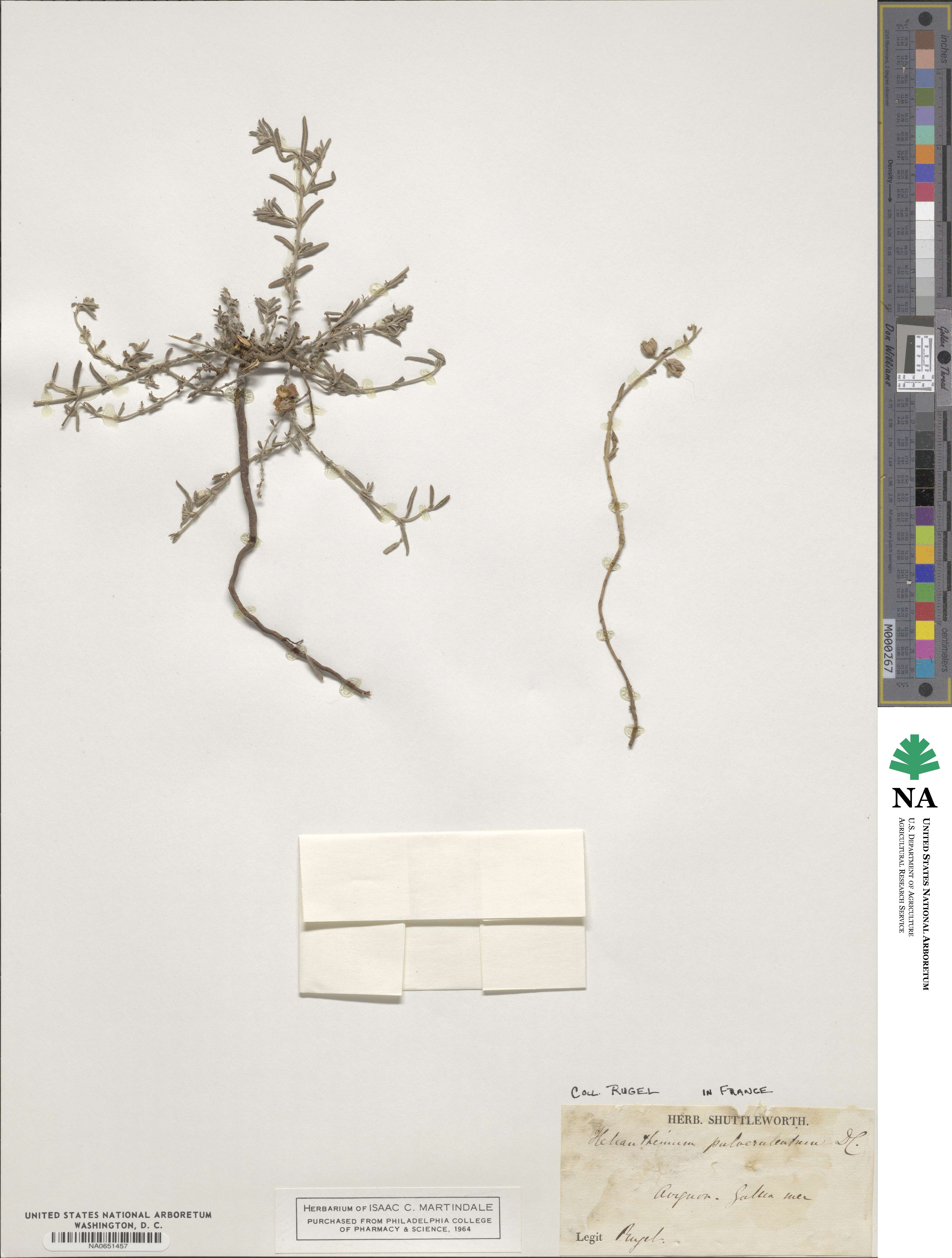Helianthemum nummularium subsp. obscurum image