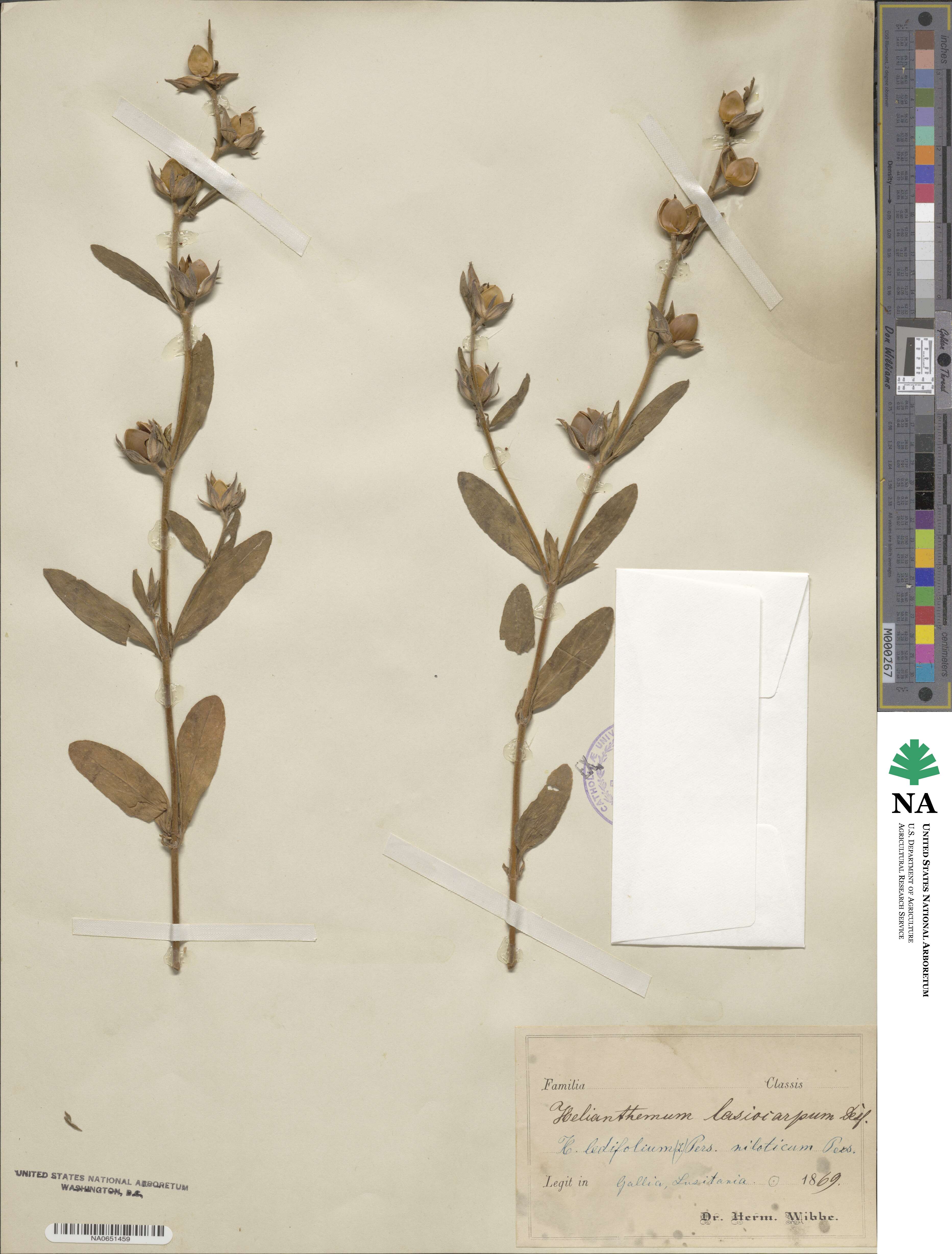 Helianthemum lasiocarpum image