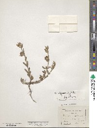 Helianthemum ledifolium image