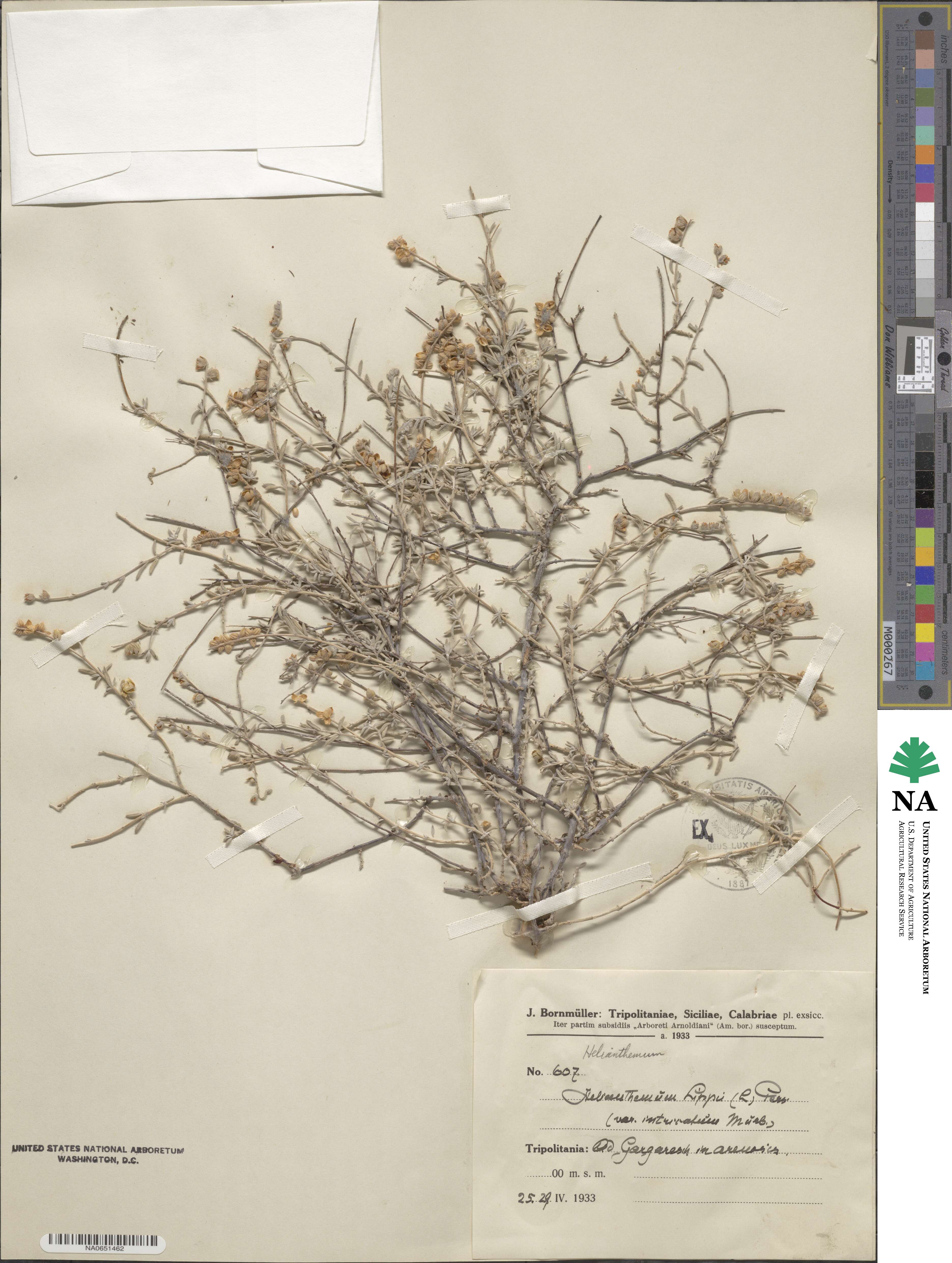 Helianthemum lippii image