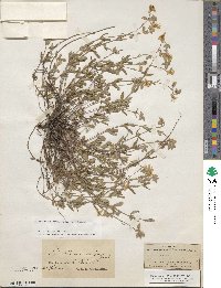 Helianthemum nummularium image