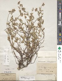 Helianthemum nummularium image