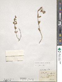 Helianthemum nummularium image