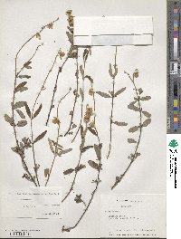 Helianthemum nummularium image