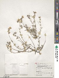 Helianthemum nummularium image