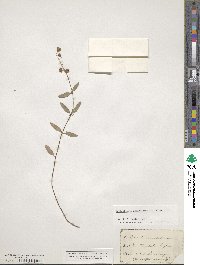 Helianthemum nummularium image