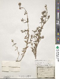 Helianthemum nummularium image